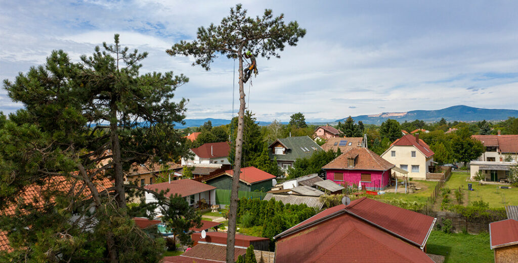 TreeView Alpin a magasban